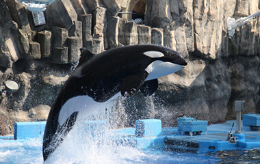 名古屋港水族館イメージ
